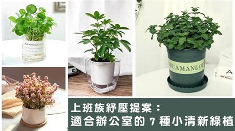 辦公桌植物